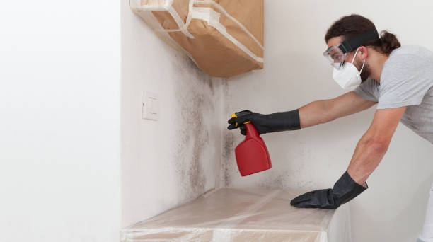 Professional Black Mold Removal technician working in Warfield, VA